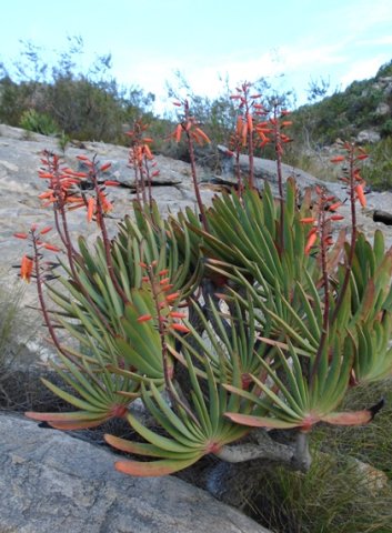 Kumara plicatilis aligned leaves